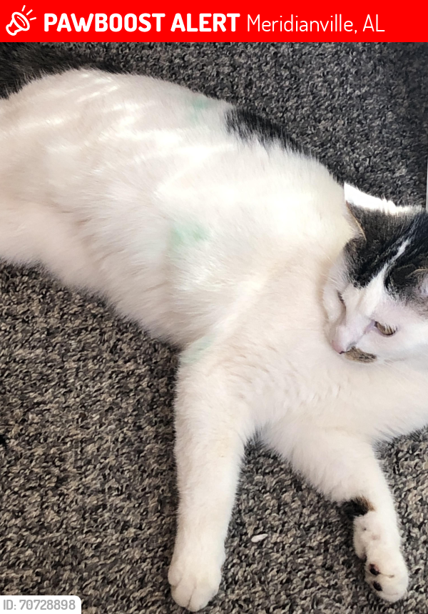 Lost Female Cat last seen Meridinaville bottom rd , Huntsville, AL 35810