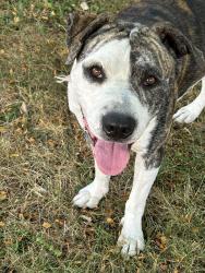 Reunited Male Dog last seen North Columbus St, Lancaster, OH 43130