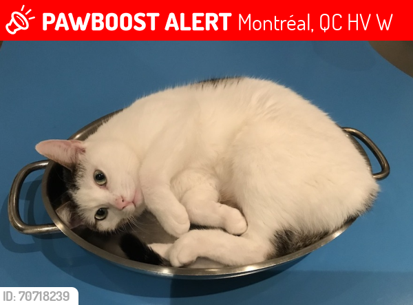 Lost Female Cat last seen Saint-Clément Church - Rue Viau & Adam, Montréal, QC H1V 1W5
