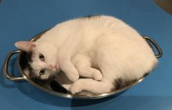 Lost Female Cat last seen Saint-Clément Church - Rue Viau & Adam, Montréal, QC H1V 1W5