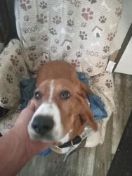 Lost Female Dog last seen Airfield rd and tower dr, Aurora, TX 76078