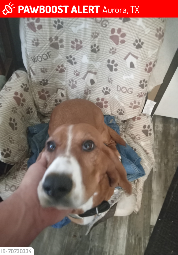 Lost Female Dog last seen Airfield rd and tower dr, Aurora, TX 76078
