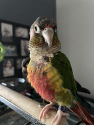 Lost Unknown Bird last seen Ponderosa and glades, Boca Raton, FL 33428