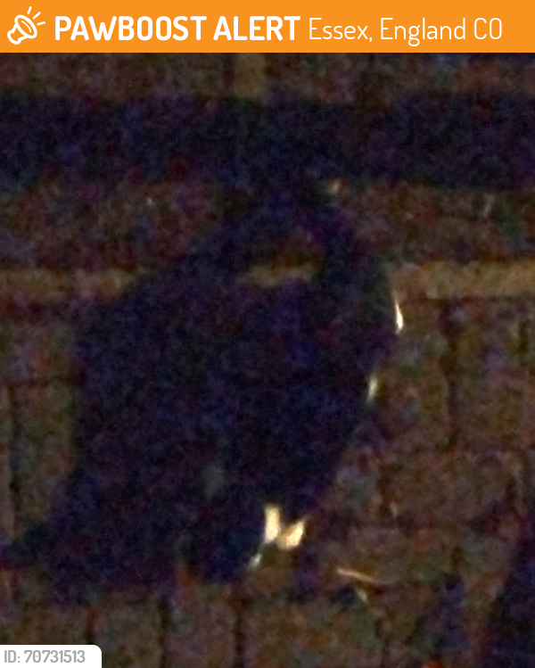Found/Stray Unknown Cat last seen Albany Gardens, Colchester Es, Essex, England CO2