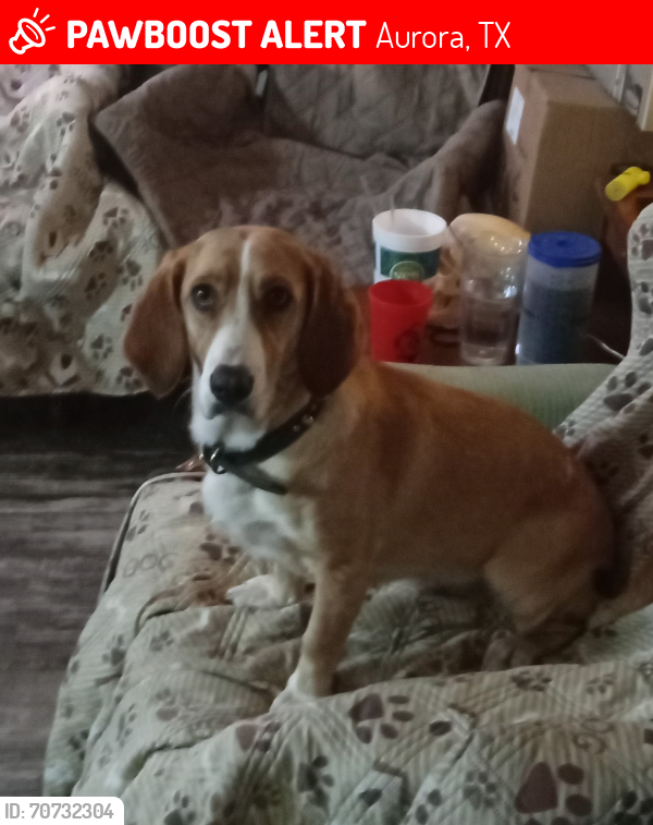 Lost Female Dog last seen Airfield rd and tower dr, Aurora, TX 76078