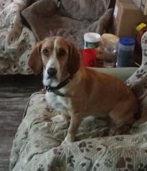 Lost Female Dog last seen Airfield rd and tower dr, Aurora, TX 76078