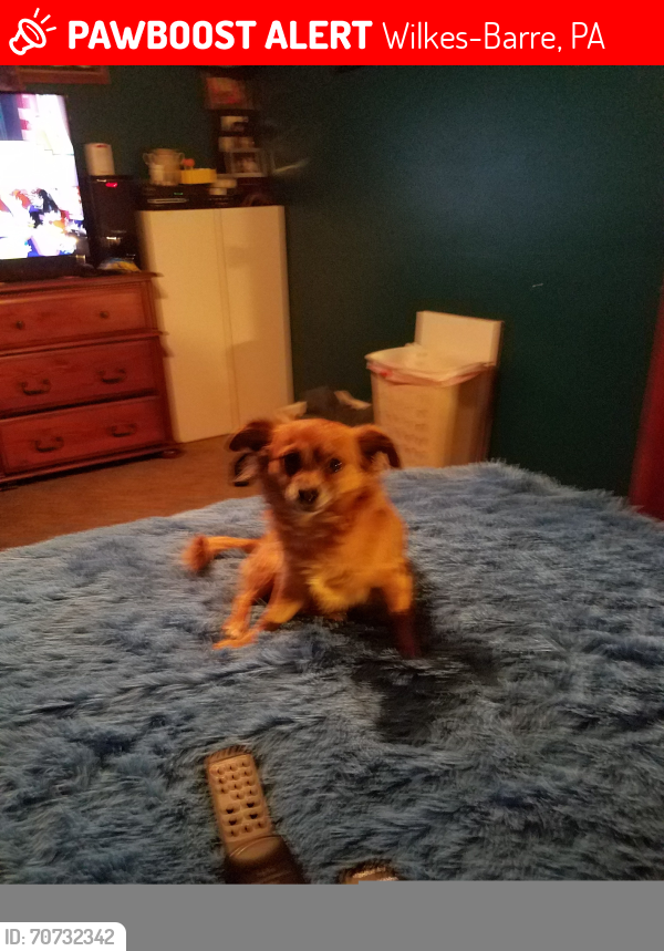 WilkesBarre, PA Lost Male Dog, Jack Is Missing PawBoost