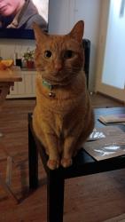 Lost Female Cat last seen Near medical center drive , Chula Vista, CA 91911