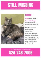 Lost Female Cat last seen W.76th & Sepulveda , Los Angeles, CA 90045