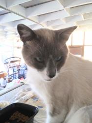 Lost Male Cat last seen Martell Ave. San Leandro, San Leandro, CA 94578