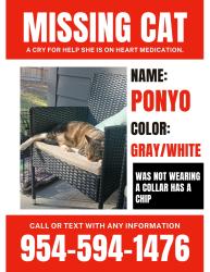 Lost Female Cat last seen Ashley Falls Ct Douglasville , Douglasville, GA 30134