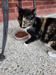Found/Stray Female Cat last seen J. Perez, Chalmette, LA 70043