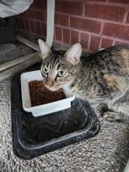 Found/Stray Unknown Cat last seen J. Perez, Chalmette, LA 70043