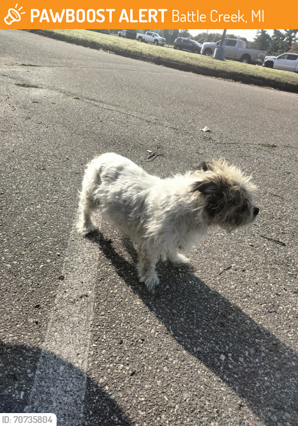 Surrendered Female Dog last seen Bailey Park , Battle Creek, MI 49017