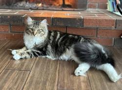 Lost Female Cat last seen Rustic Rd Gray, ME, Gray, ME 04039