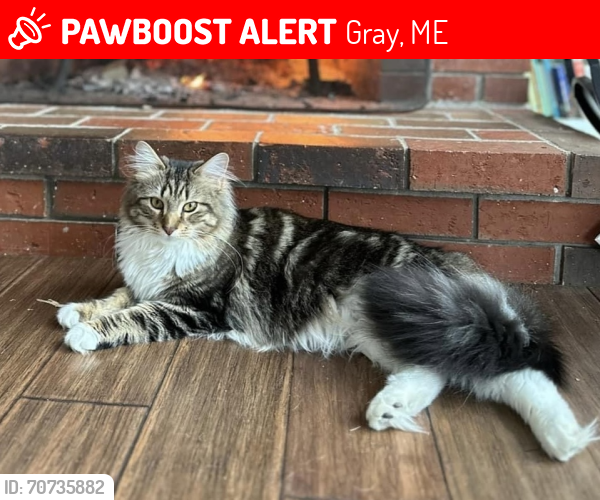 Lost Female Cat last seen Rustic Rd Gray, ME, Gray, ME 04039