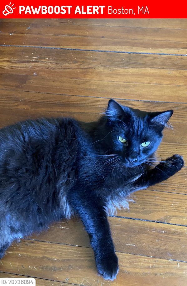 Lost Male Cat last seen Beacon & New Bedford, Boston, MA 02136