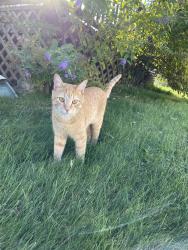 Reunited Male Cat last seen Black Forest Dr coplay pa, North Whitehall Township, PA 18037
