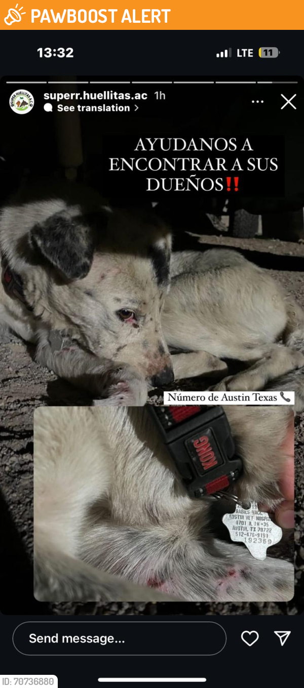 Found/Stray Male Dog last seen Cuauhtémoc , Ciudad Cuauhtemoc, Chih. 