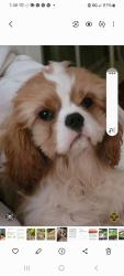 Lost Male Dog last seen Near Palmetto Hills Golf Club, Spartanburg, SC 29302