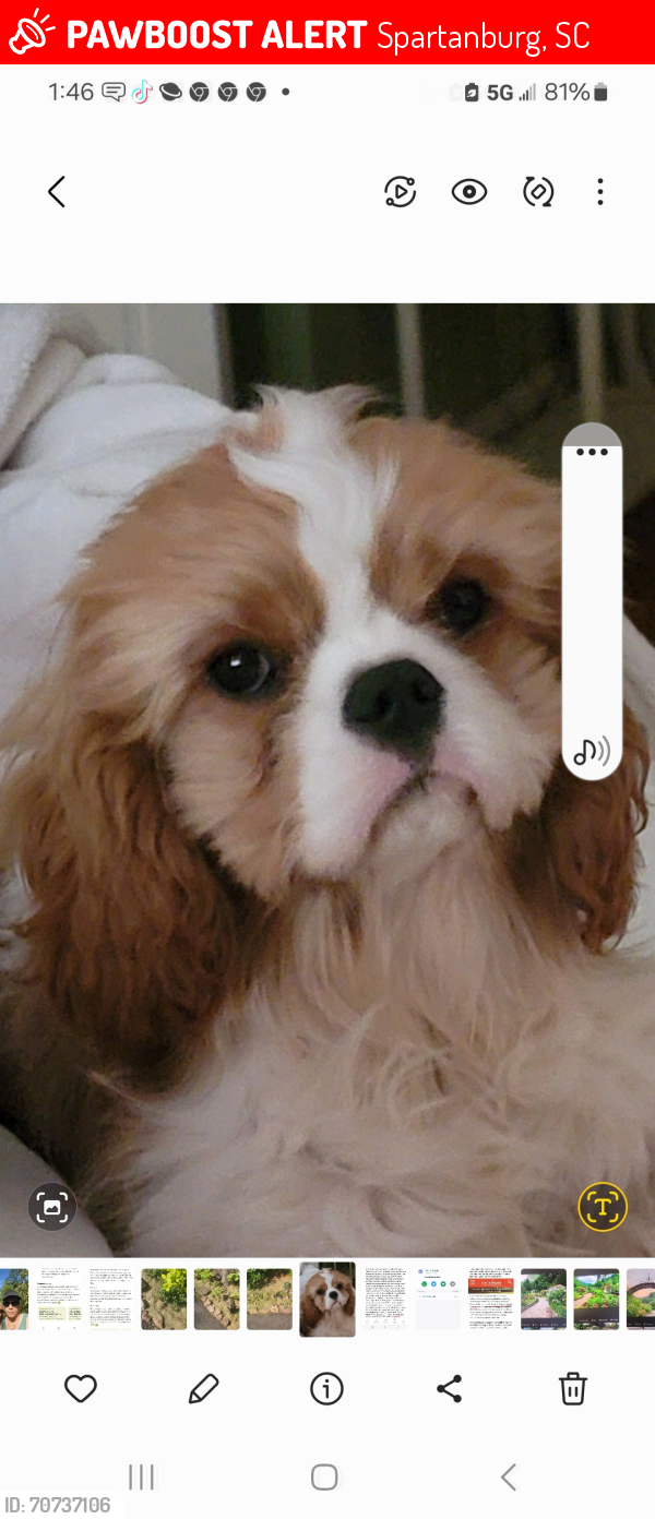 Lost Male Dog last seen Near Palmetto Hills Golf Club, Spartanburg, SC 29302