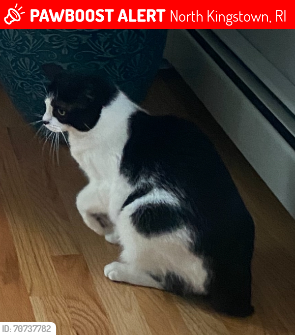 Lost Female Cat last seen Audubon Rd. North Kingstown , North Kingstown, RI 02852
