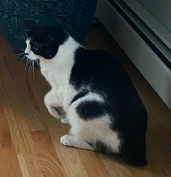 Lost Female Cat last seen Audubon Rd. North Kingstown , North Kingstown, RI 02852
