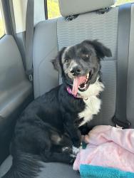 Reunited Male Dog last seen Don Davhee Park off of Mundas Ave - Monterey, Monterey, CA 93940