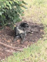 Lost Male Dog last seen NE 17th Way & E Sunrise Blvd, Fort Lauderdale, FL 33304