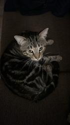 Lost Male Cat last seen 166Th, Cerritos, CA 90703