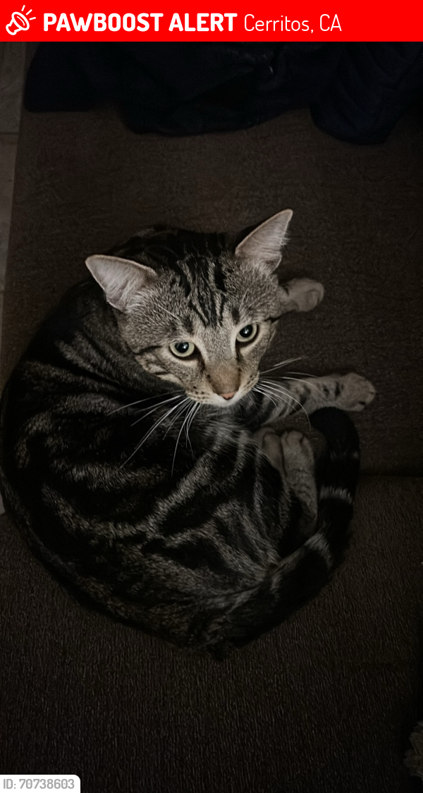 Lost Male Cat last seen 166Th, Cerritos, CA 90703