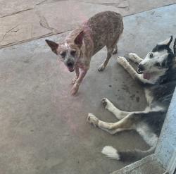Reunited Female Dog last seen Mesa dr and 7th ave, Mesa, AZ 85210