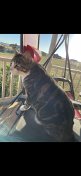 Lost Male Cat last seen Near Fry Blvd and CR 131, Tuscola, TX 79562