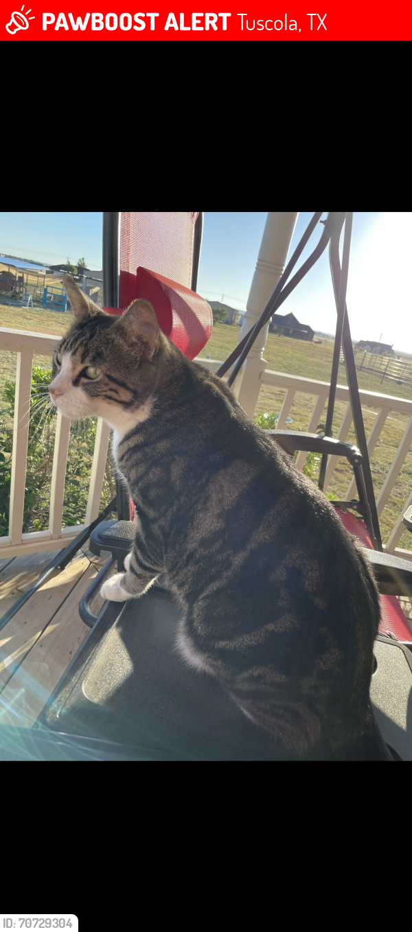 Lost Male Cat last seen Near Fry Blvd and CR 131, Tuscola, TX 79562