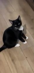 Lost Female Cat last seen Heathbrook School, Nine Elms, England SW8 3AR