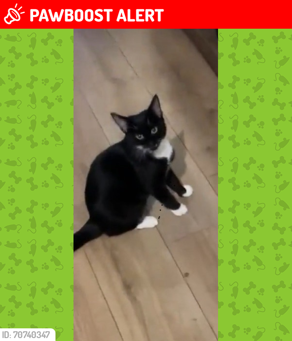 Lost Female Cat last seen Heathbrook School, Nine Elms, England SW8 3AR
