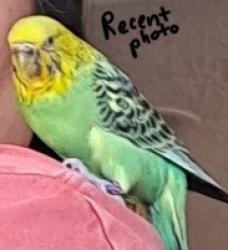 Lost Female Bird last seen Morris Road, Camino Cantera, Sichler Road, Camelot, Los Lunas, NM 87031