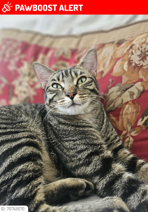 Hopewell Junction, NY Lost Male Cat, Bb Is Missing PawBoost