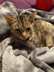 Reunited Female Cat last seen Near OH-605, Westerville, OH 43082, USA, Westerville, OH 43082