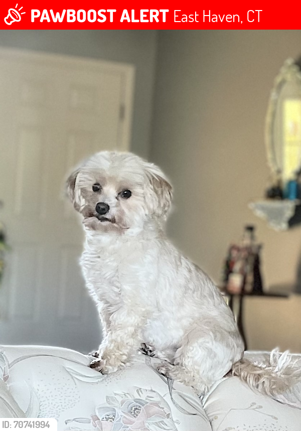 Lost Female Dog last seen Near silver sands rd, east haven, CT, East Haven, CT 06512