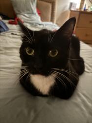 Lost Female Cat last seen Florida St between Polk and Howard, San Diego, CA 92104