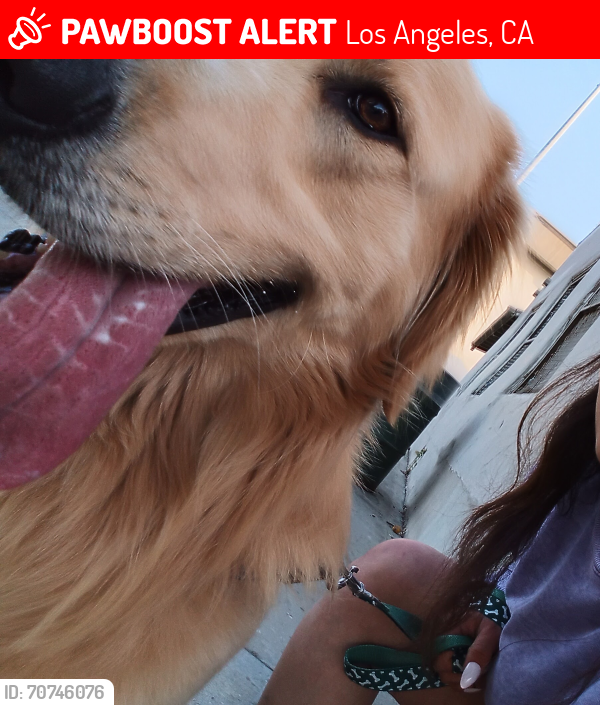 Los Angeles, CA Lost Male Dog, Butter Is Missing | PawBoost