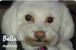 Lost Female Dog last seen Mountain Creek & Eagle Ford Dallas, TX 75249, Dallas, TX 75249