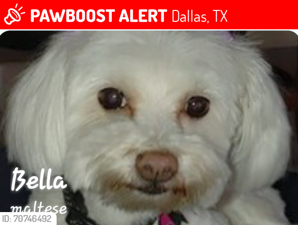Lost Female Dog last seen Mountain Creek & Eagle Ford Dallas, TX 75249, Dallas, TX 75249
