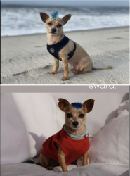 Lost Male Dog last seen Sky Blossom Circle and Revere Ave, Leesburg, FL 34788
