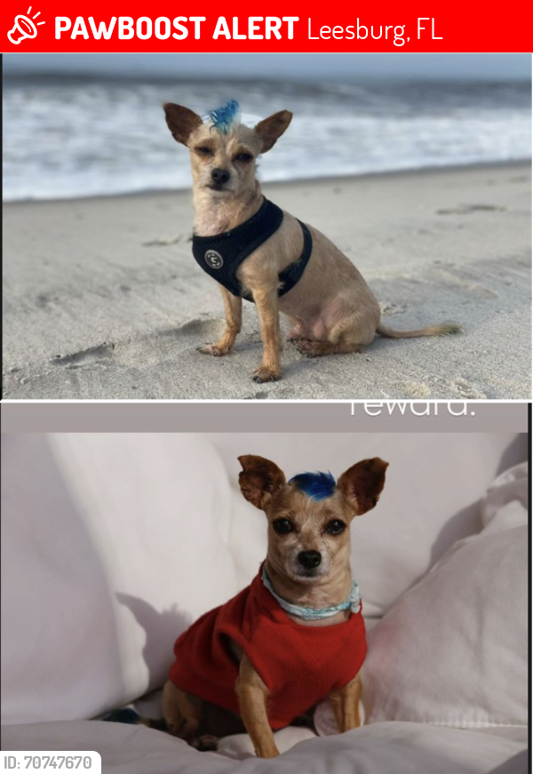 Lost Male Dog last seen Sky Blossom Circle and Revere Ave, Leesburg, FL 34788