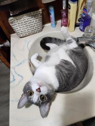 Lost Male Cat last seen Loves truck stop, Mount Vernon, IL 62864