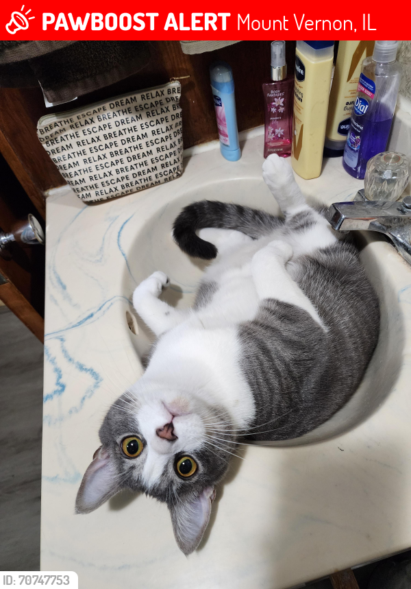 Lost Male Cat last seen Loves truck stop, Mount Vernon, IL 62864