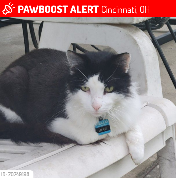 Lost Male Cat last seen West Side - Delhi - Mack - Sayler Park - Addison, Cincinnati, OH 45233