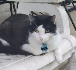 Lost Male Cat last seen West Side - Delhi - Mack - Sayler Park - Addison, Cincinnati, OH 45233